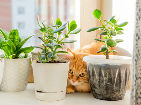 Cute ginger cat hiding on window sill among flower pots with houseplants. Fluffy domestic animal near succulent Crassula plants. Cozy home lit with sunlight.の写真素材