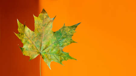 Yellow and green maple leaf. Monochrome banner with light and shadow. Minimalism. Fall season. Autumn fallen leaf on bright orange background.の写真素材