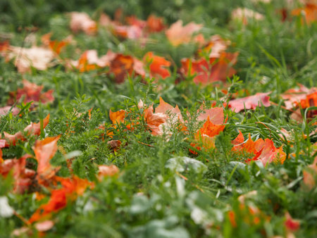 Fall season. Bright and colorful fallen maple leaves. Red and orange autumn leaves on green grass.