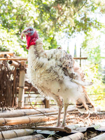 Turkey is standing full-length on roof of chicken coop made of bamboo trunks. Farm bird in paddock at sunny day.の写真素材