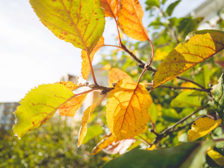 Sun shines through colorful apple tree foliage. Fall season at fruit garden. Yellow and orange...