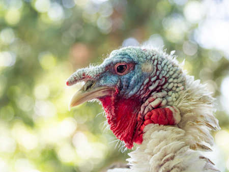 Portrait of turkey standing on roof of chicken coop made of bamboo trunks. Farm bird in paddock at sunny day.の写真素材