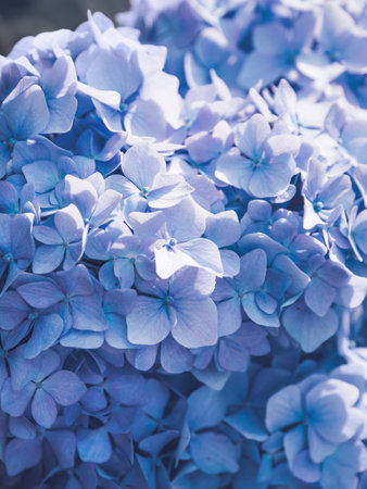 Natural background with blue hydrangea. Bush with flowers in bloom. Summer sunlight.