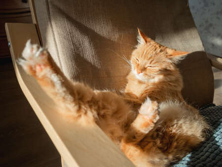 Sleepy ginger cat is sitting on pillow. Fluffy pet is sleeping on armchair. Cozy home lit with sun.の写真素材