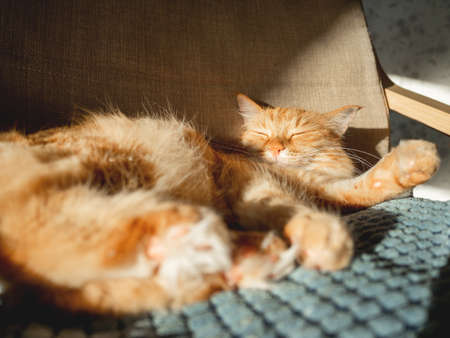 Cute ginger cat is sleeping on pillow. Fluffy pet is having a nap on chair. Cozy home lit with sun.の写真素材