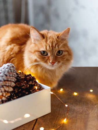 Cute ginger cat is sitting on wooden table near box with pine cones and light bulbs. Scandy style. Preparation for Christmas and New Year celebration.の写真素材