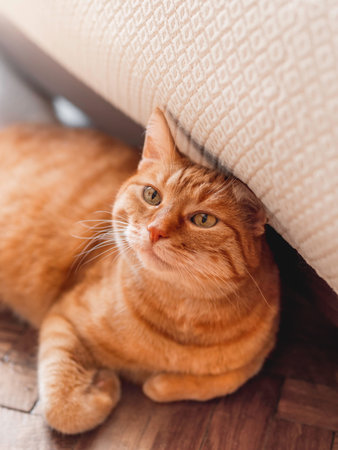 Ginger tabby cat lies near beige couch. Pet with curious emotion on face. Relaxed domestic animal.