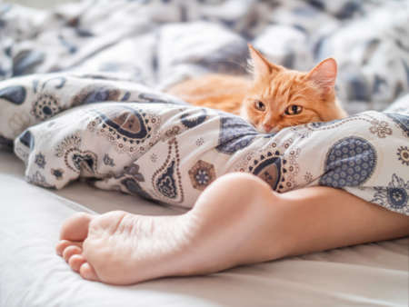 Cute ginger cat lying in bed near pet's owner feet. Fluffy pet relaxing on patterned linen. Morning at cozy home.の写真素材