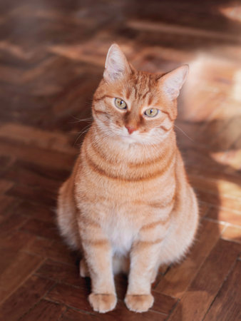 Ginger tabby cat waits for food. Serious pet looks on pet owner. Feeding time. Domestic animal on...