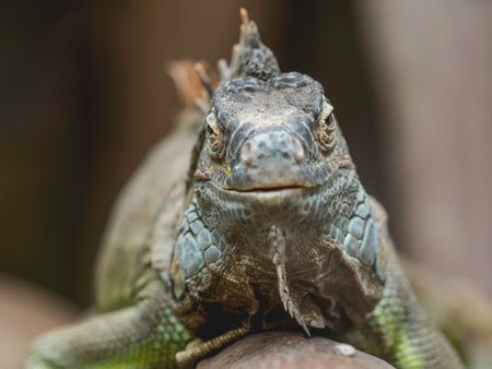 Portrait of common green iguana. Big arboreal lizard looks in camera.