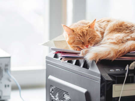 Cute ginger cat sleeps on computer tower. Fluffy pet relaxes on system unit. Domestic animal has a rest on hard drive.の写真素材