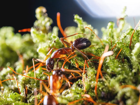Macro photo of ants on green moss. Close up portrait of insect on dark background.の写真素材
