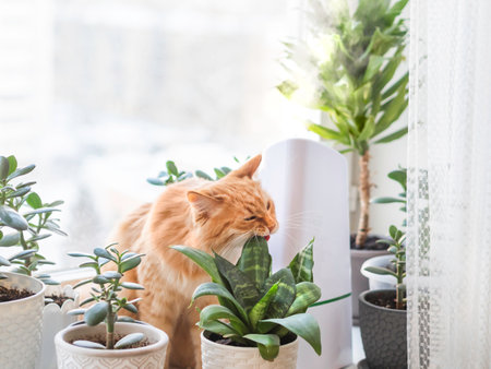 Ultrasonic humidifier among houseplants. Ginger cat bites succulent plant leaf on windowsill. Water steam moisturizes dry air at home. Electric device for comfort atmosphere.の写真素材