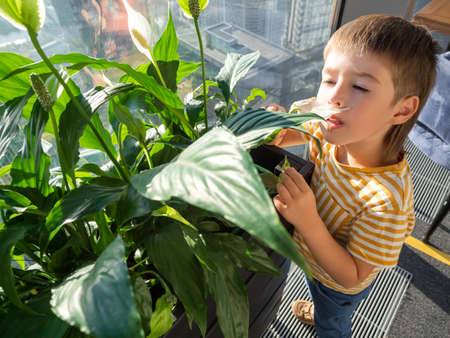 Curious boy sniffs flowers of Zantedeschia or Calla or arum lily. Potted plant with thick green foliage used as natural decoration in halls of public buildings.の写真素材