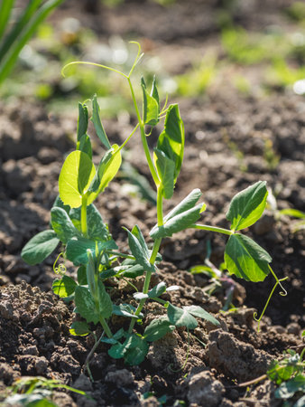Green pea seedling in open ground. Green fresh leaves of edible plant. Gardening at spring and summer. Growing organic food.の写真素材