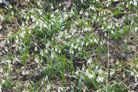 Snowdrops makes its way through snow and fallen leaves. First spring flowers in bloom - Galanthus on sunlight.の写真素材