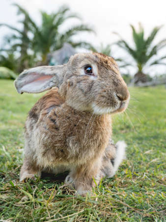Portrait of cute bunny on lawn. Fluffy rabbit on green grass is staring in camera. Farm animal is grazing on field outdoors.の写真素材