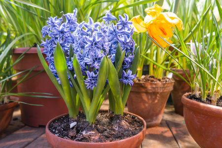 Hyacinth flowers makes the way through ground in flower pot. Growing flowers in spring as an anti...