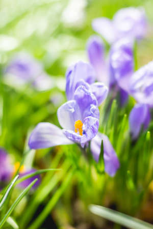 Purple crocus flowers makes the way through fallen leaves. natural spring background.の写真素材