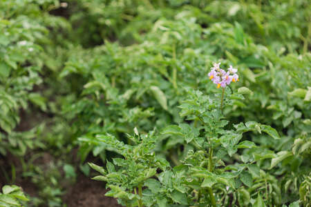 Potato in open ground. Green fresh leaves of edible plant. Gardening at spring and summer. Growing organic food.の写真素材