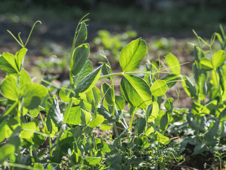Green pea seedling in open ground. Green fresh leaves of edible plant. Gardening at spring and summer. Growing organic food.の写真素材