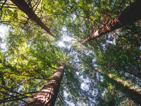 Bottom view of trees with green leaves. Sun shines through green foliage of tall trees.の写真素材