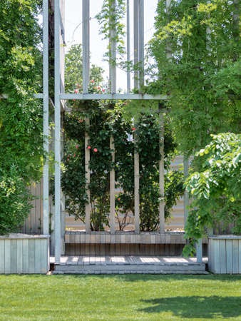 Trellis roses upon wooden benches in public park. Beautiful flowers near place for rest and lawn with green grass.の写真素材