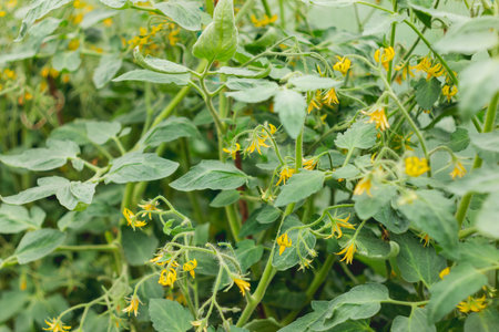 Yellow flowers of tomatoes on shrub. gardening outdoors. Agriculture on personal ground. Growing...