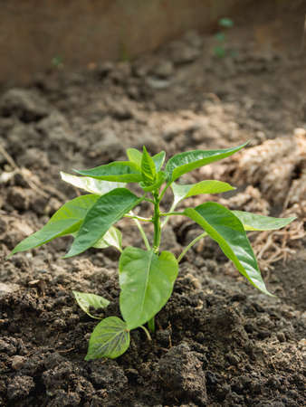 Pepper in open ground. Green fresh leaves of edible plant. Gardening at spring and summer. Growing organic food.の写真素材