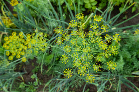 Yellow flowers of dill or Anethum graveolens. gardening outdoors. Agriculture on personal ground. Growing organic vegetables and herbs in greenhouses and open air.の写真素材