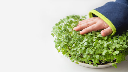 Little kid is touching micro greens. Growing micro plants at home for health or vegan nutrition....