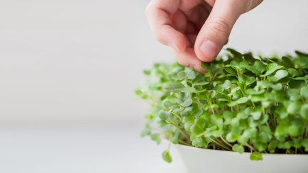 Little kid is touching micro greens. Growing micro plants at home for health or vegan nutrition....