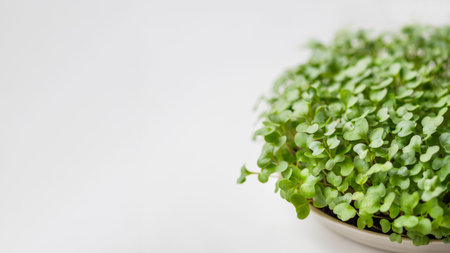 Horizontal banner with micro greens and copy space. Growing micro plants at home for health or vegan...