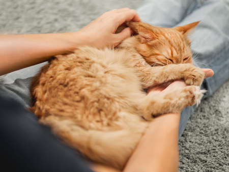 Cute ginger cat is sleeping on woman's knees. Fluffy pet comfortably settled on pet owner's legs.の写真素材