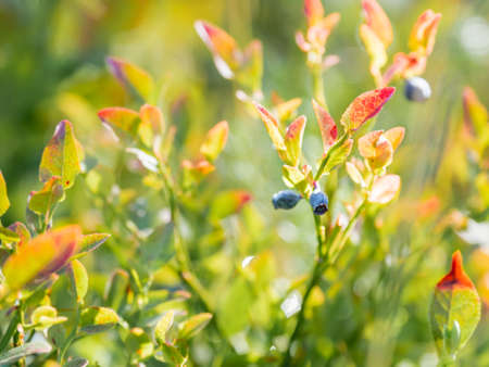 blueberries in the forest. Sunny autumn day. Autumn harvest of wild growing berries.の写真素材