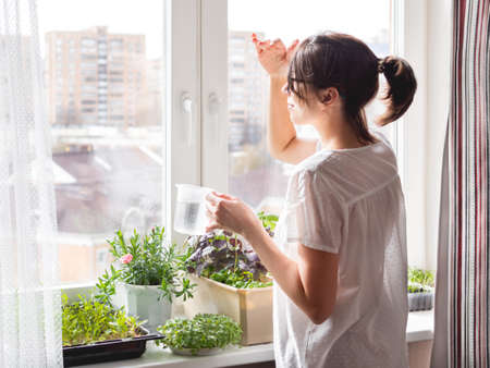 Woman is watering houseplants and microgreens on windowsill. Growing edible organic basil, arugula, microgreen of cabbage for healthy nutrition. gardening at home.の写真素材