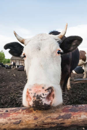 Close up portrait of curious cow among herd of cows and bulls. Dairy farm animals are grazing in paddock. Animal husbandry in the countryside.の写真素材