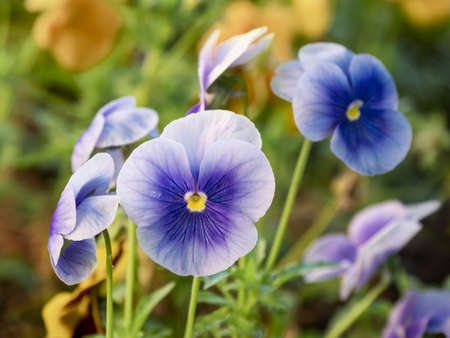 Blooming Viola tricolor, also known as wild pansy, Johnny Jump up, heartsease, heart's delight, tickle-my-fancy, Jack-jump-up-and-kiss-me, come-and-cuddle-me, three faces in a hood , love-in-idleness, and pink of my john.の写真素材