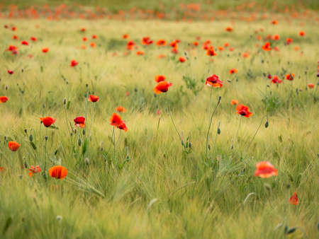 Red poppy flowers on field of rye. Green plants with red buds. Beautiful and fragile flowers at summer.の写真素材