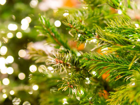 Christmas tree with light bulbs. Natural coniferous tree decorated for New Year celebration. Festive illumination.の写真素材