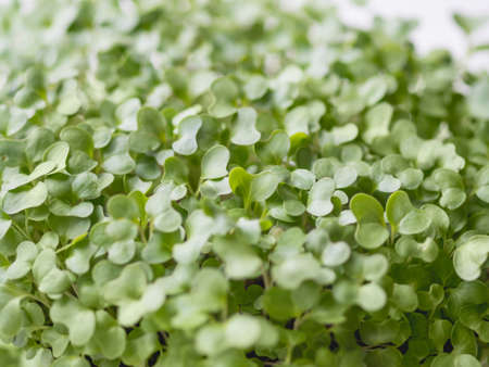 Full frame photo of microgreens. Growing micro plants at home for health or vegan nutrition. Seed germinating at home.の写真素材