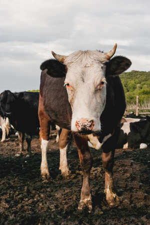 Herd of cows is grazing. Dairy farm animals stand in paddock. Animal husbandry in the countryside.の写真素材