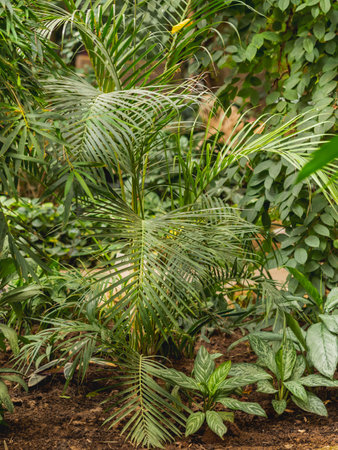 Tropical plants in greenhouse. Lianas and palm tree branches with green leaves in glasshouse.の写真素材
