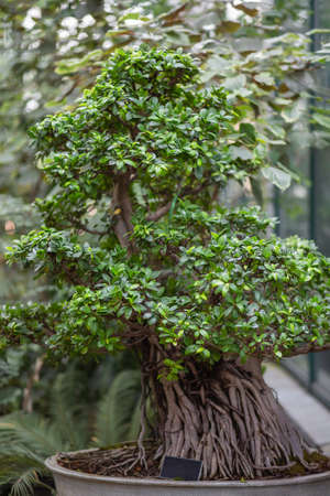 Ficus which looks like bonsai tree. Growing exotic plants as a botanical hobby.の写真素材