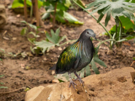 Full-length portrait of Nicobar pigeon or Caloenas nicobarica. Bluish-grey pigeon with upper neck plumage.の写真素材