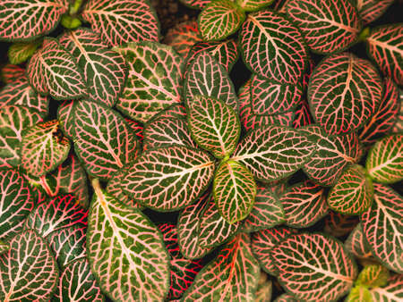 Full frame of Fittonia or nerve plant. natural background of plant with colorful leaves.の写真素材