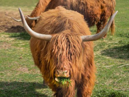 Highland Scottish breed of rustic cattle. Furry cows eat fresh grass in paddock.の写真素材