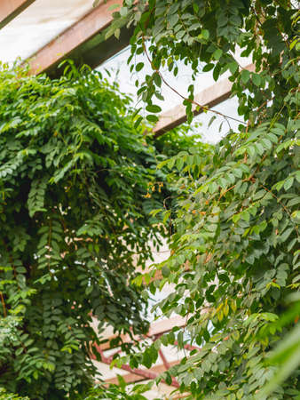 Tropical plants in greenhouse. Lianas and branches with green leaves under roof of glasshouse.の写真素材
