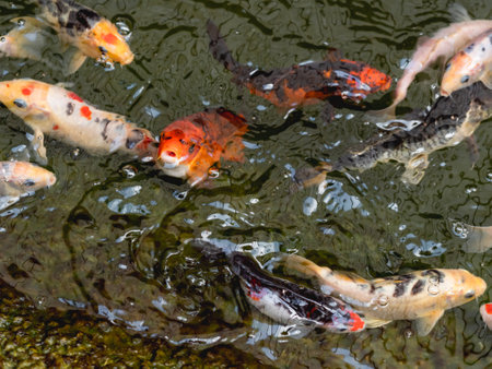 Amur carp or Cyprinus rubrofuscus, usually called Koi or nishikigoi. Colorful decorative fishes in water.の写真素材