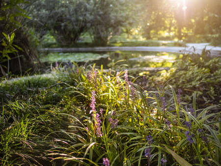 Sunset in the park. Walking alley between shrubs, lawns and trees. recreational park in town.の写真素材